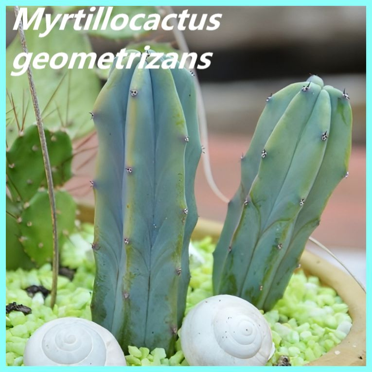 Семена кактуса - Myrtillocactus geometrizans (5 шт.) #1