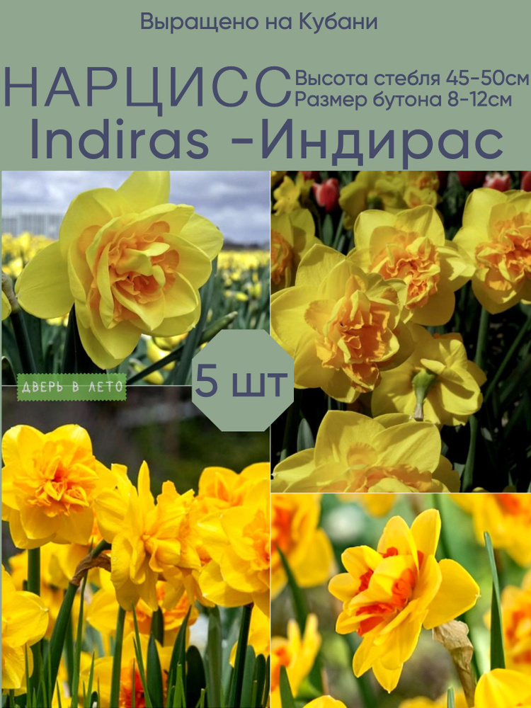 Нарцисс луковицы Indiras Индирас 5шт в упаковке #1