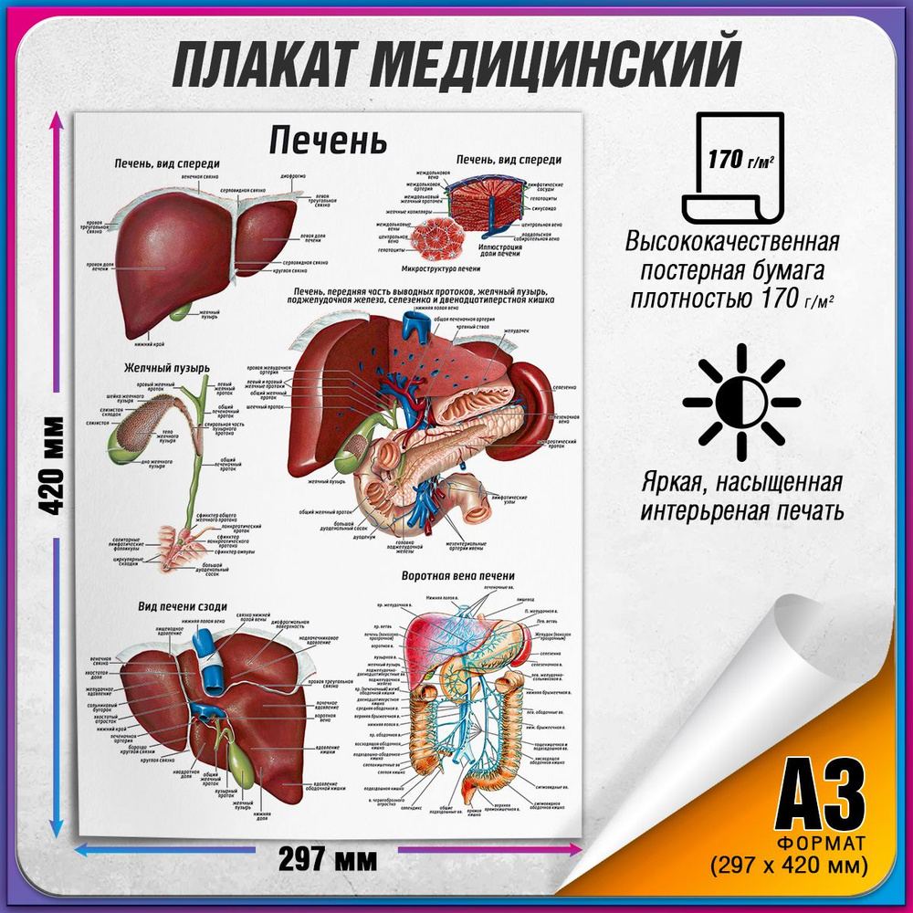 Информационный медицинский плакат "Печень" / А-3 (30x42 см.) #1