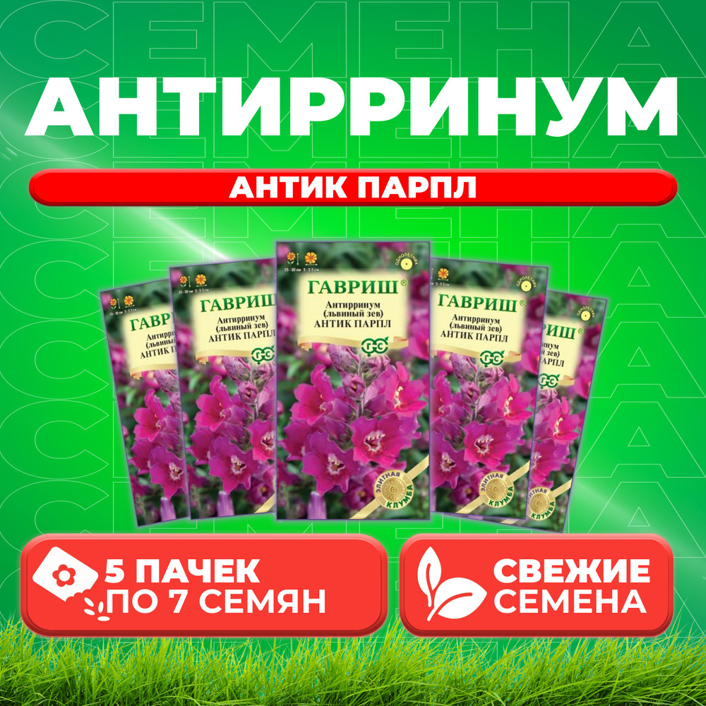 Антирринум (Львиный зев) Антик Парпл, 7шт, Гавриш, Элитная клумба (5 уп)  #1