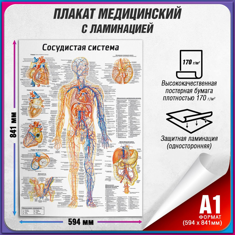 Информационный медицинский плакат "Сосудистая система" / ламинированный / А-1 (60x84 см.)  #1