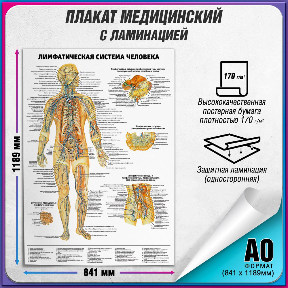 Информационный медицинский плакат "Лимфатическая система человека" / ламинированный / А-0 (84x119 см.) #1