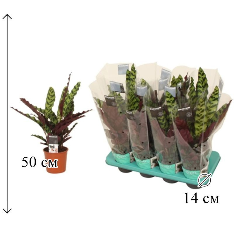 Калатея Лансифолия 14/50 см #1