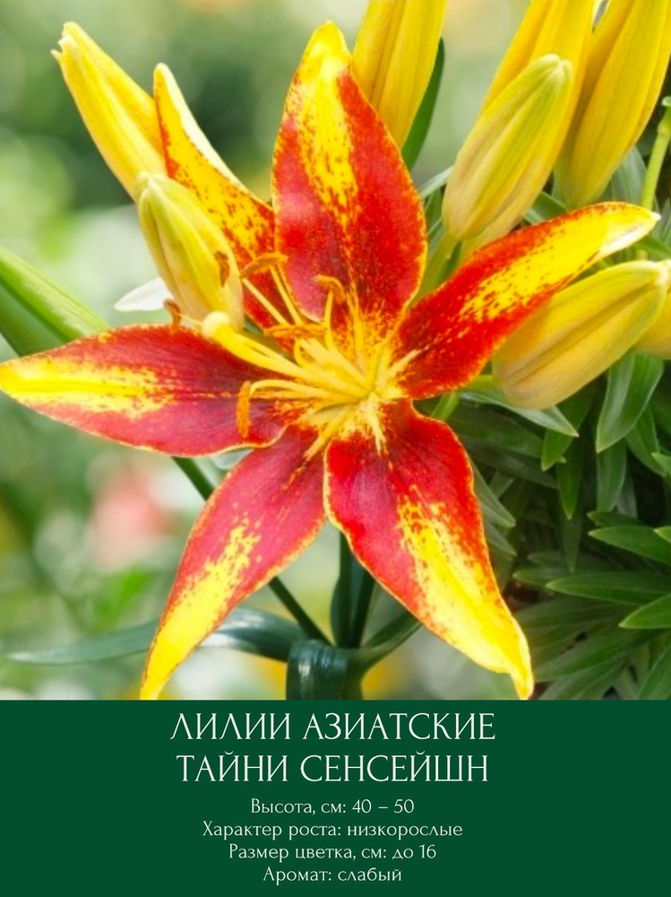 Лилии азиатские луковицы цветов #1