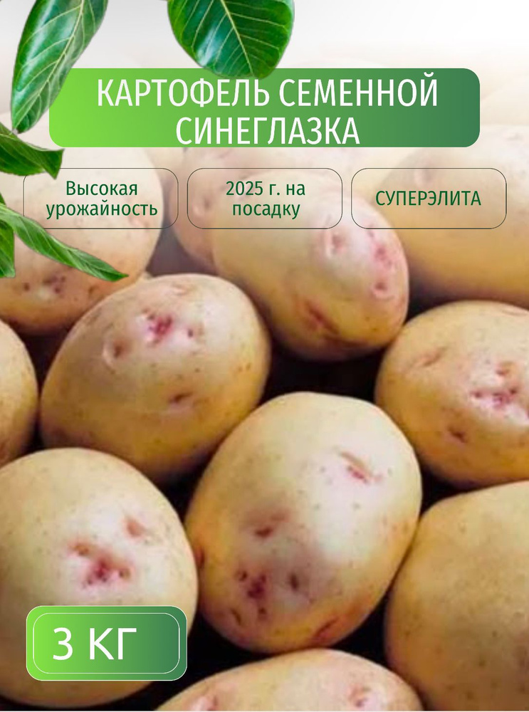 Картофель семенной клубни для посадки 3 кг купить на OZON по низкой ...