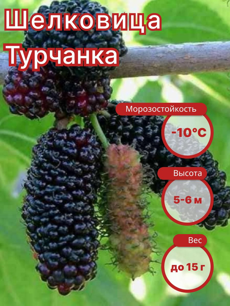 Саженец Шелковицы Турчанка #1
