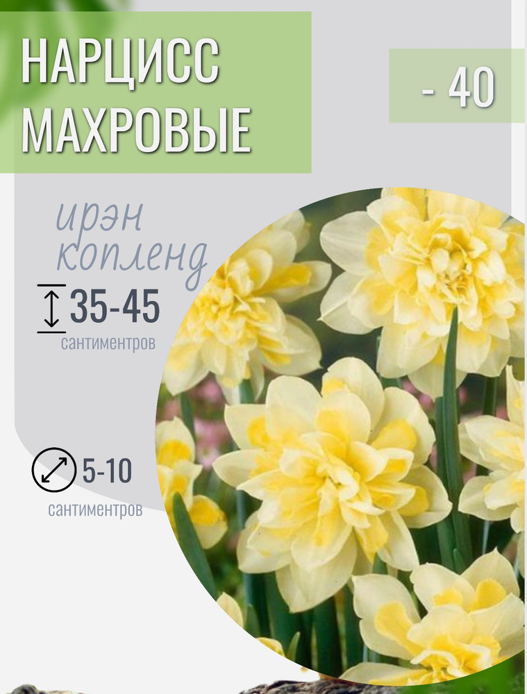 Нарцисс луковицы многолетние цветы 5 шт #1