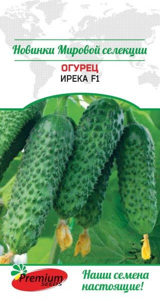 Огурец Ирека #1