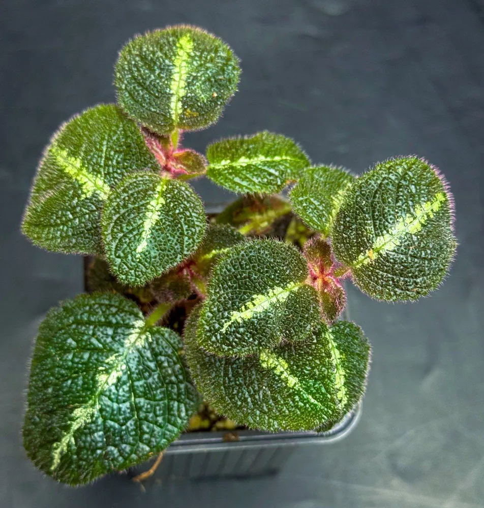 Episcia cupreata La Solidad Bronze (эписция купреата ля солидэд бронз), вариант
