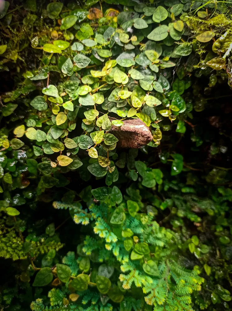 Фикус пумила минима (Ficus Pumila Minima), вариант, фото 2