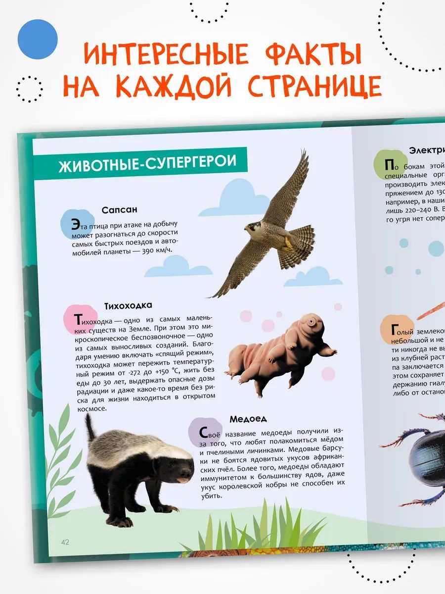 Энциклопедия для школьника 7+. Познавательная, развивающая книга для детей. Подарок ребенку | Encyclopedia for 7+ Schoolchildren. Educational Book About Animals - Ozon image 1