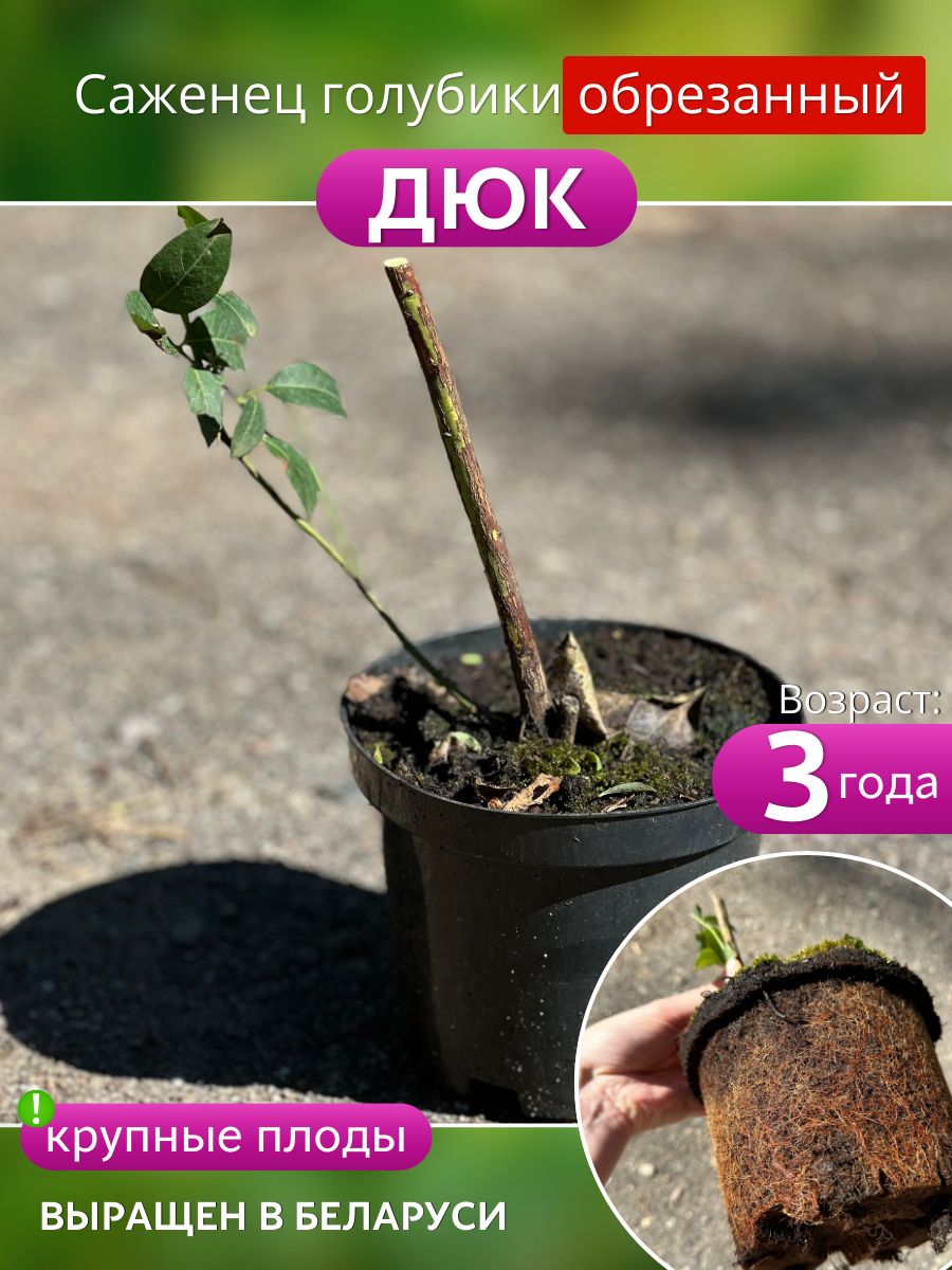 ГолубикасаженцыморозостойкиеизБеларуси3годаобрезанныеДюк1шт.
