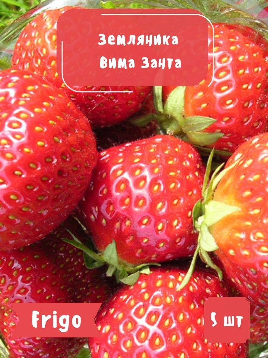 Ягоды сорта клубника Вима Рина