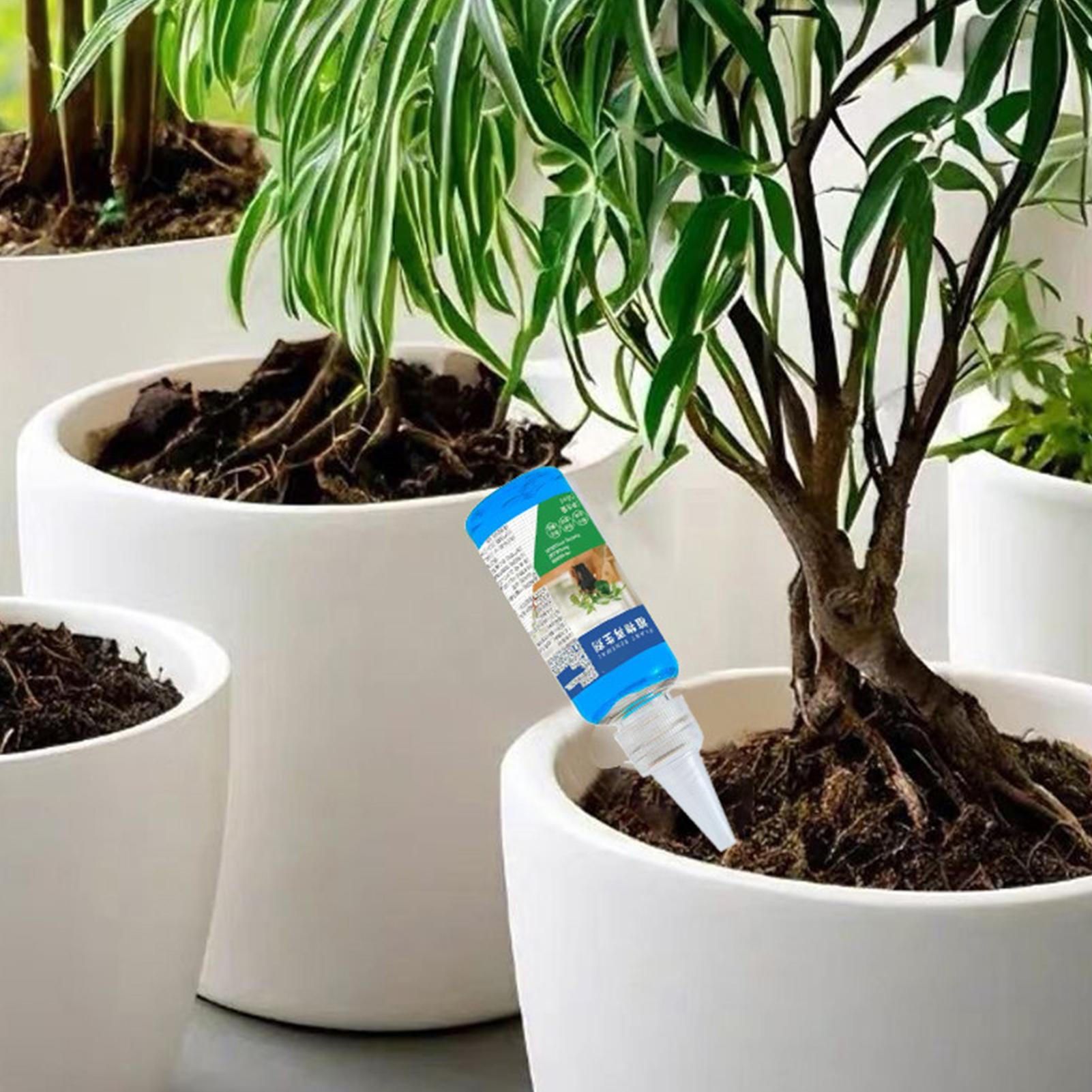 Капсикум - декоративный перец для подоконника