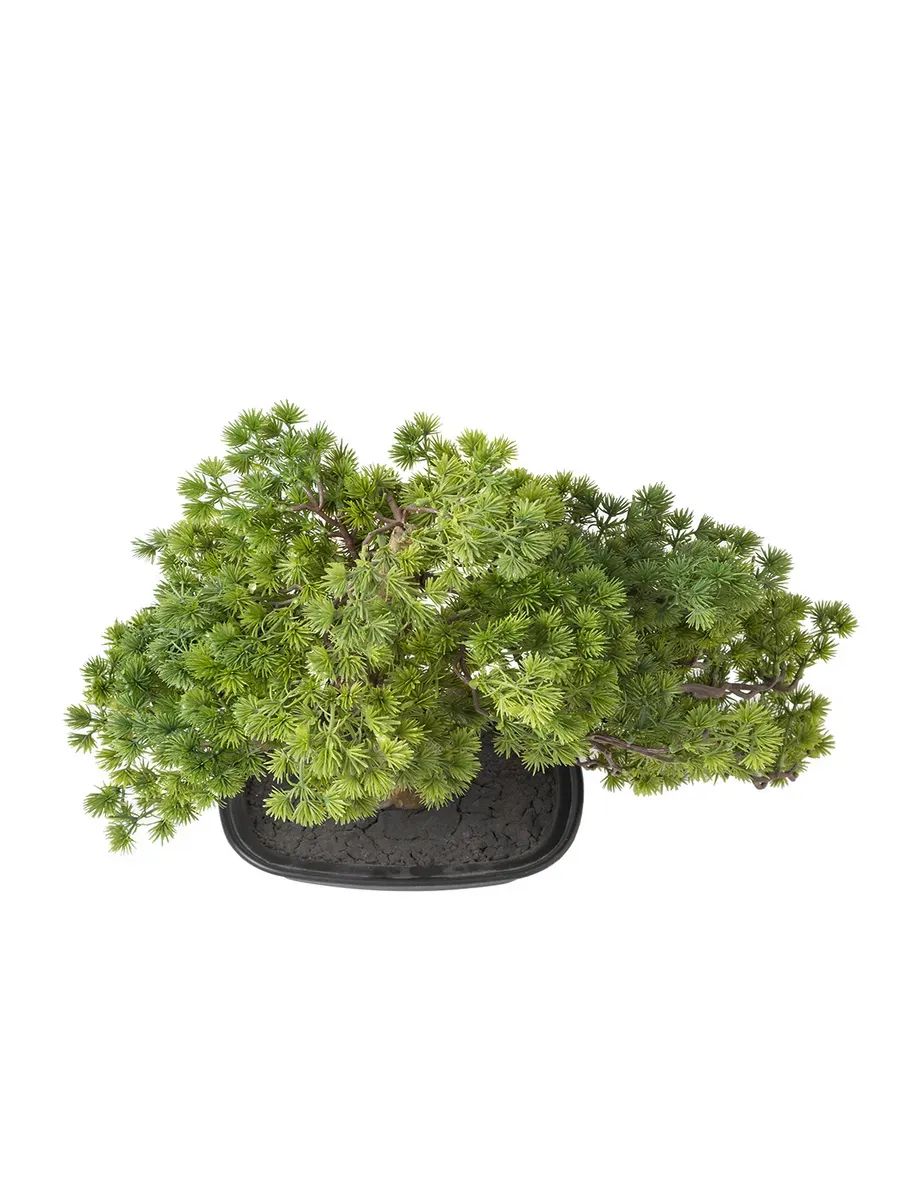 бонсай 44CM TH106164 Китай