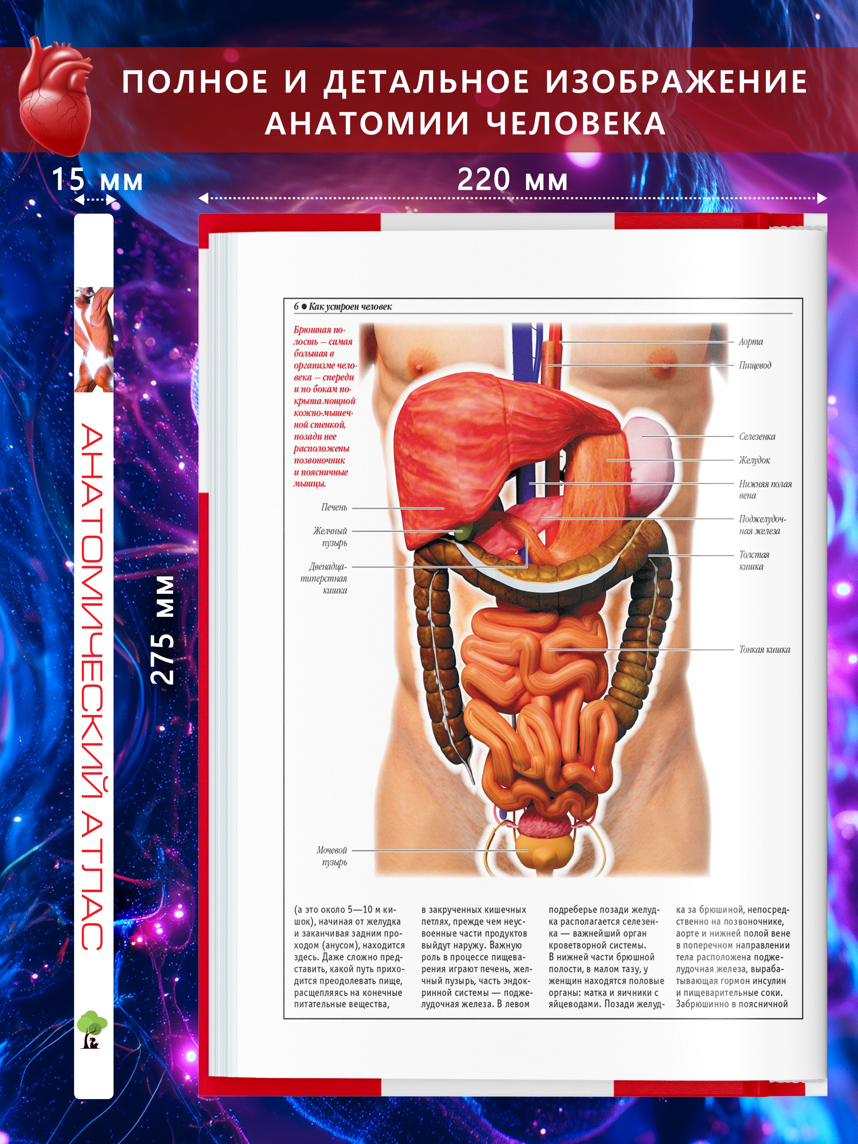 Книга Атлас анатомии человека, основы строения и физиологии | Atlas of Human Anatomy: Fundamentals of Structure and Physiology - Ozon image 1