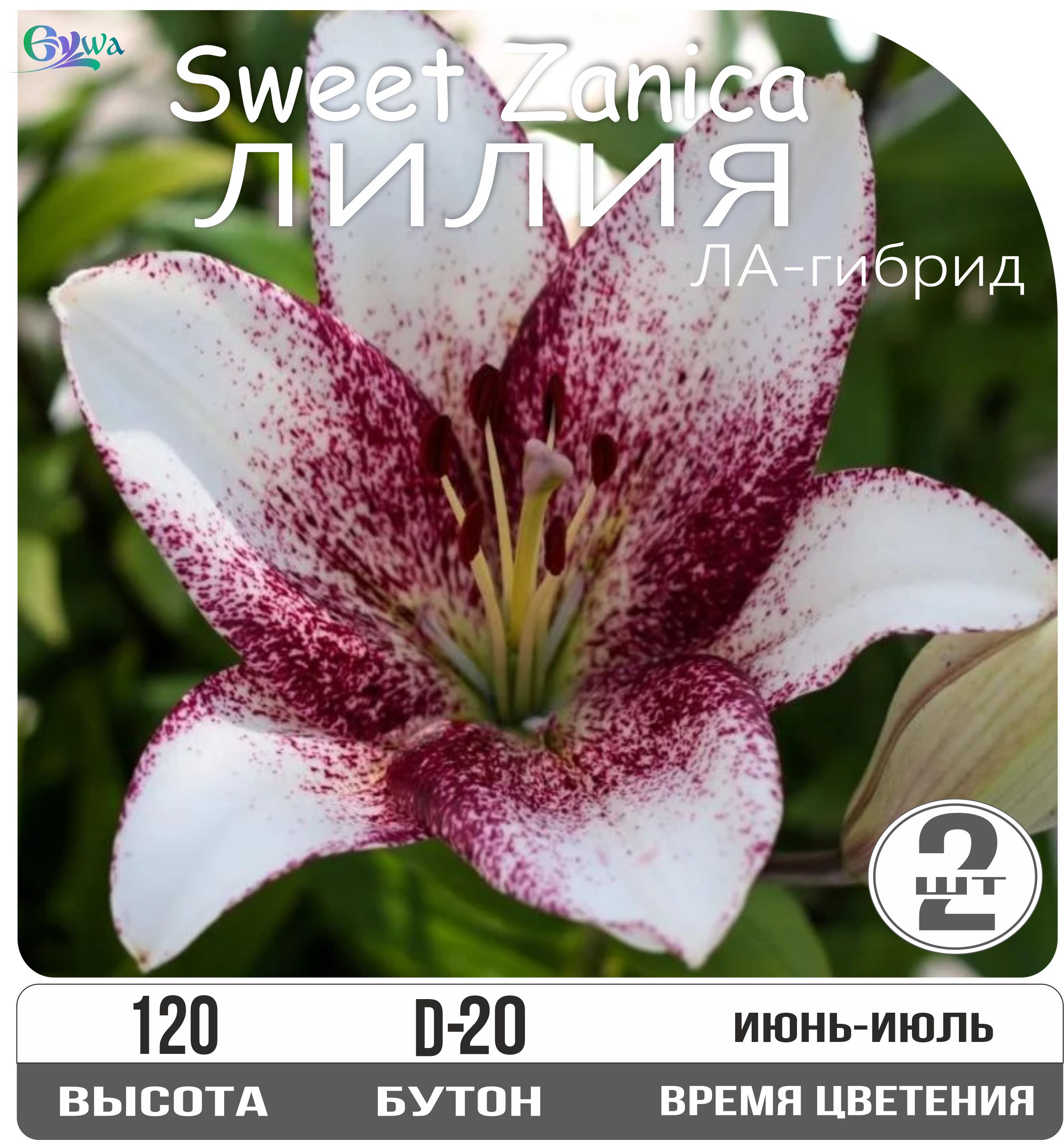 ЛилиялуковицымноголетниеСвитЗаника,ЛА-гибрид,2шт.