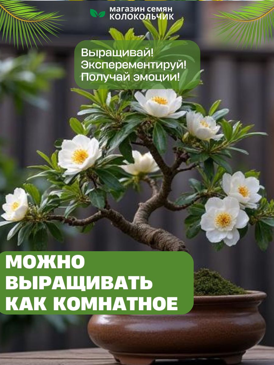 СеменаКамелиякитайская,чайныйкуст(5шт.)
