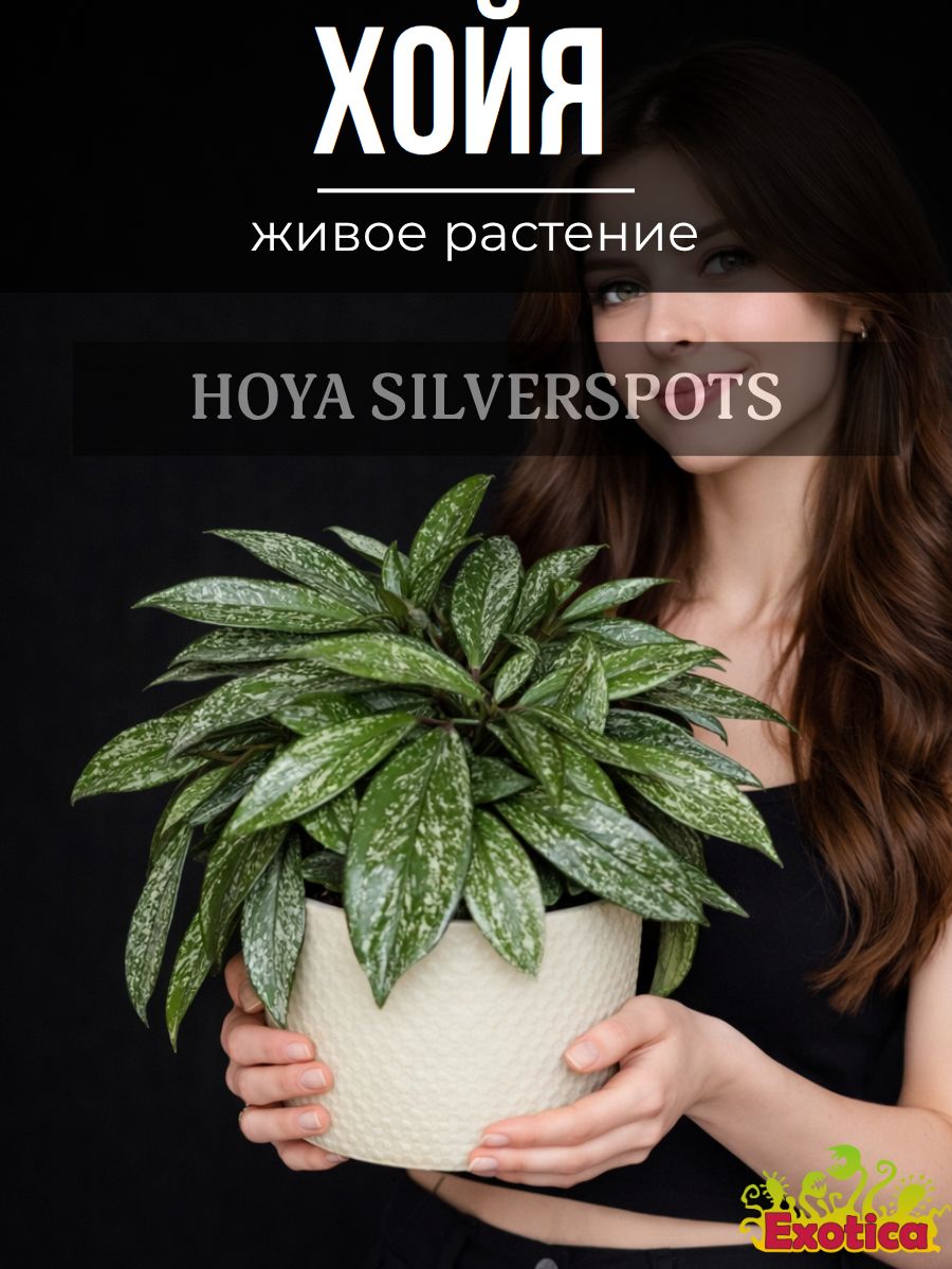 その他観葉植物 HOYA sigilaris silver Хойя Сильвер Спот (Hoya Carnosa Pubicalyx Silverspots) D5см