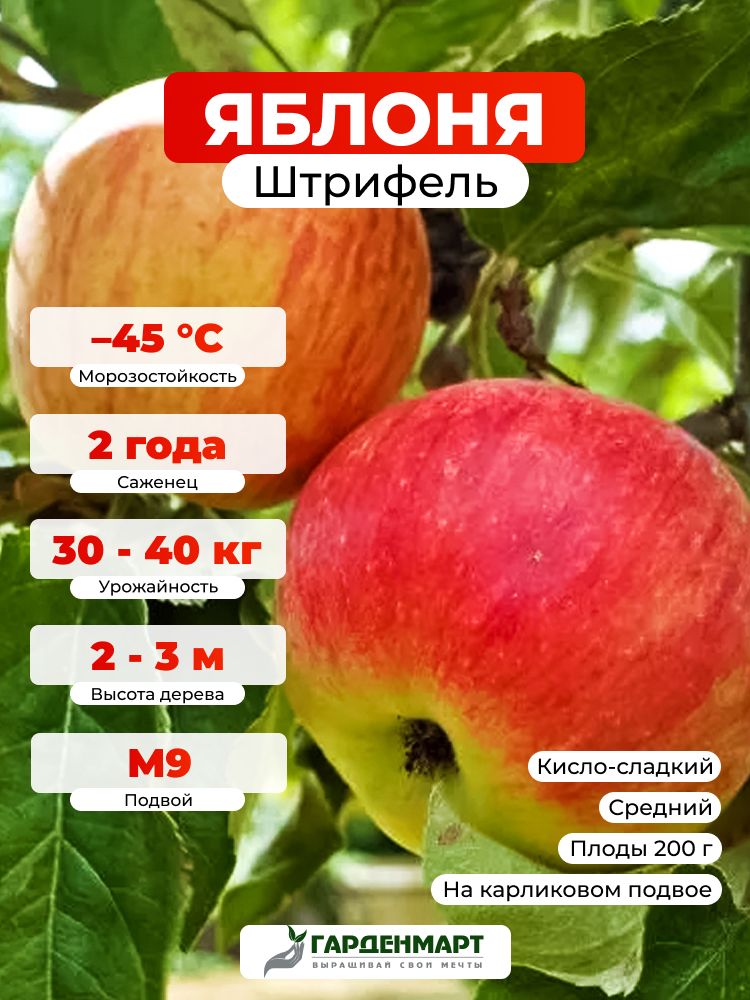 СаженецЯблонянакарликовомподвоеШтрифель