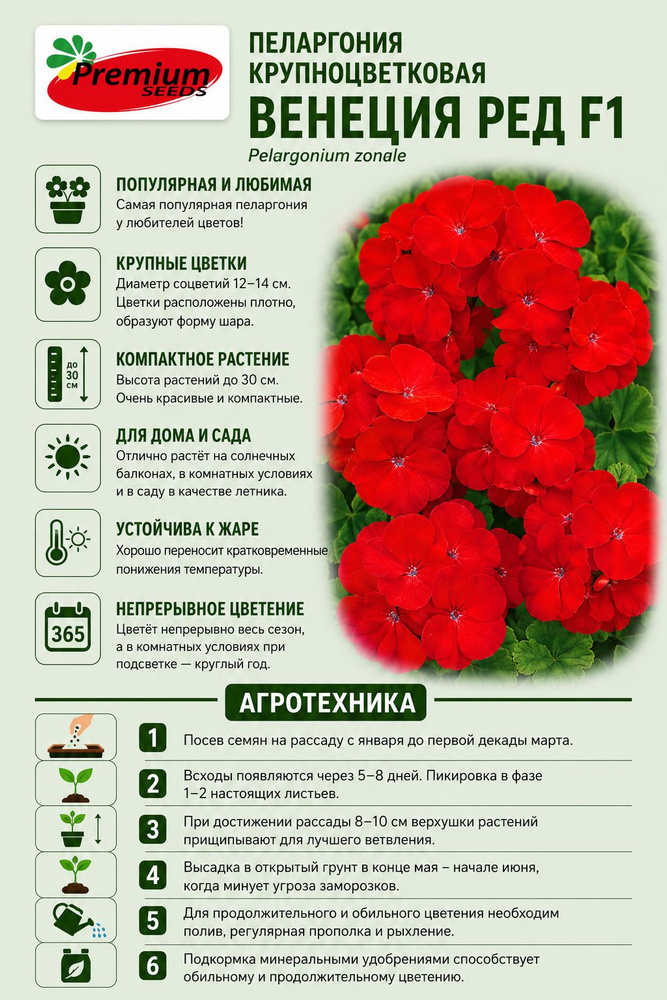 Пеларгония (Герань) крупноцветковая ВЕНЕЦИЯ РЕД (Семена Премиум Сидс, 5 шт. семян в упаковке) #1
