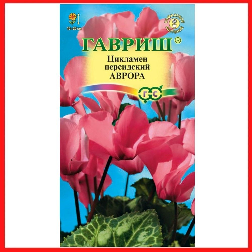 Семена Цикламен персидский "Аврора", 3 шт, многолетние цветы, комнатные растения, для дома, на подоконник, #1