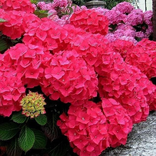 Гортензия крупнолистная Ред Энджел - Hydrangea macrophylla Red Angel (саженец ЗКС - контейнер 0,5 л)/ #1