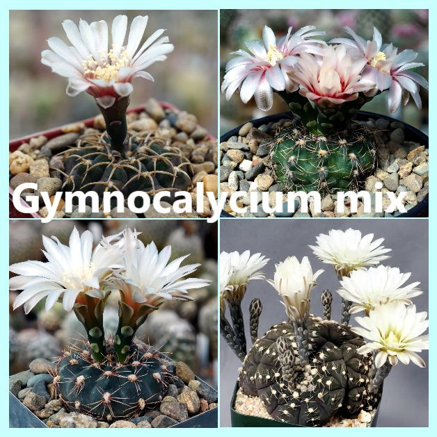 Семена кактуса Гимнокалициум микс- Gymnocalycium mix (10 шт.) #1