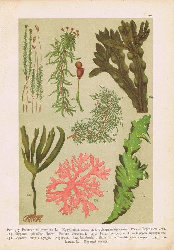 Porno xotini bir dildo bilan fucks