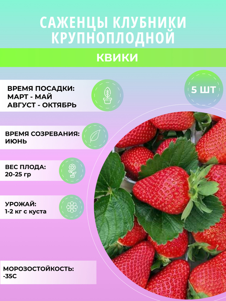 Клубника Квики саженцы, крупноплодная и ремонтантная, ягодные кусты 5 шт  #1