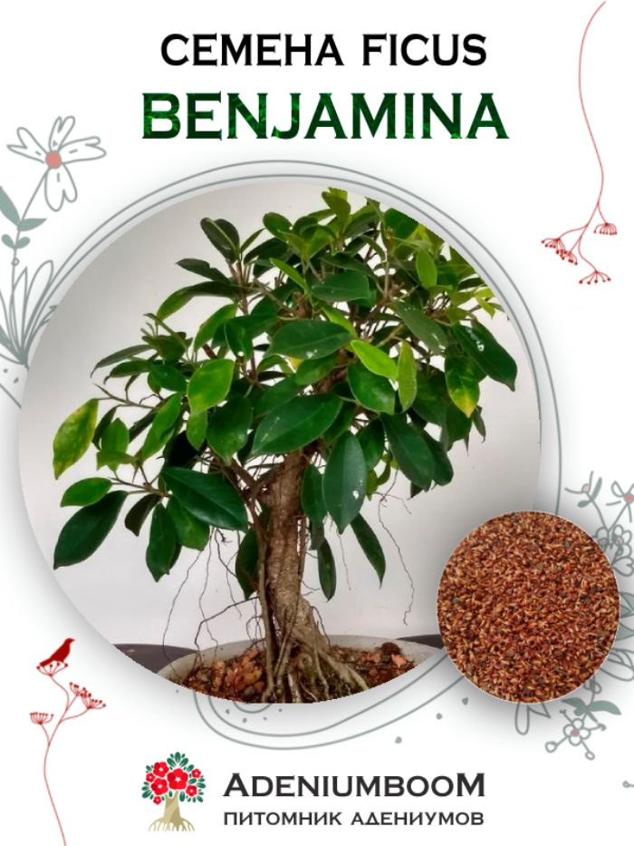 Семена Фикус Бенджамина (10 шт.) / Ficus Benjamina #1