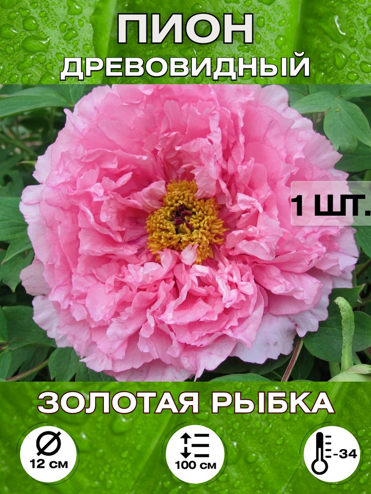 Magic Blooming Garden Семена ,1шт #1