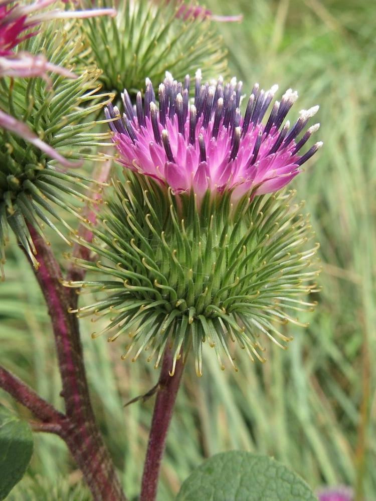 Семена Лопух большой (Arctium lappa), 50 штук #1