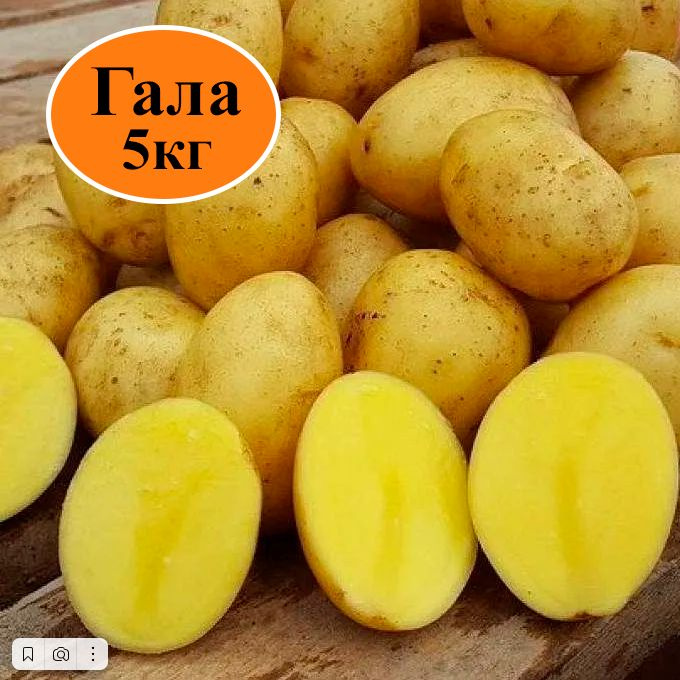 Картофель семенной клубни Гала 5 кг #1