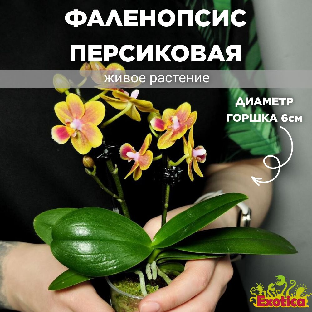 Фаленопсис, Орхидея Фаленопсис Exotica Phalaenopsis Multiflora Peach, 6 дм,  01554 шт - купить по выгодной цене в интернет-магазине OZON (1102221182)