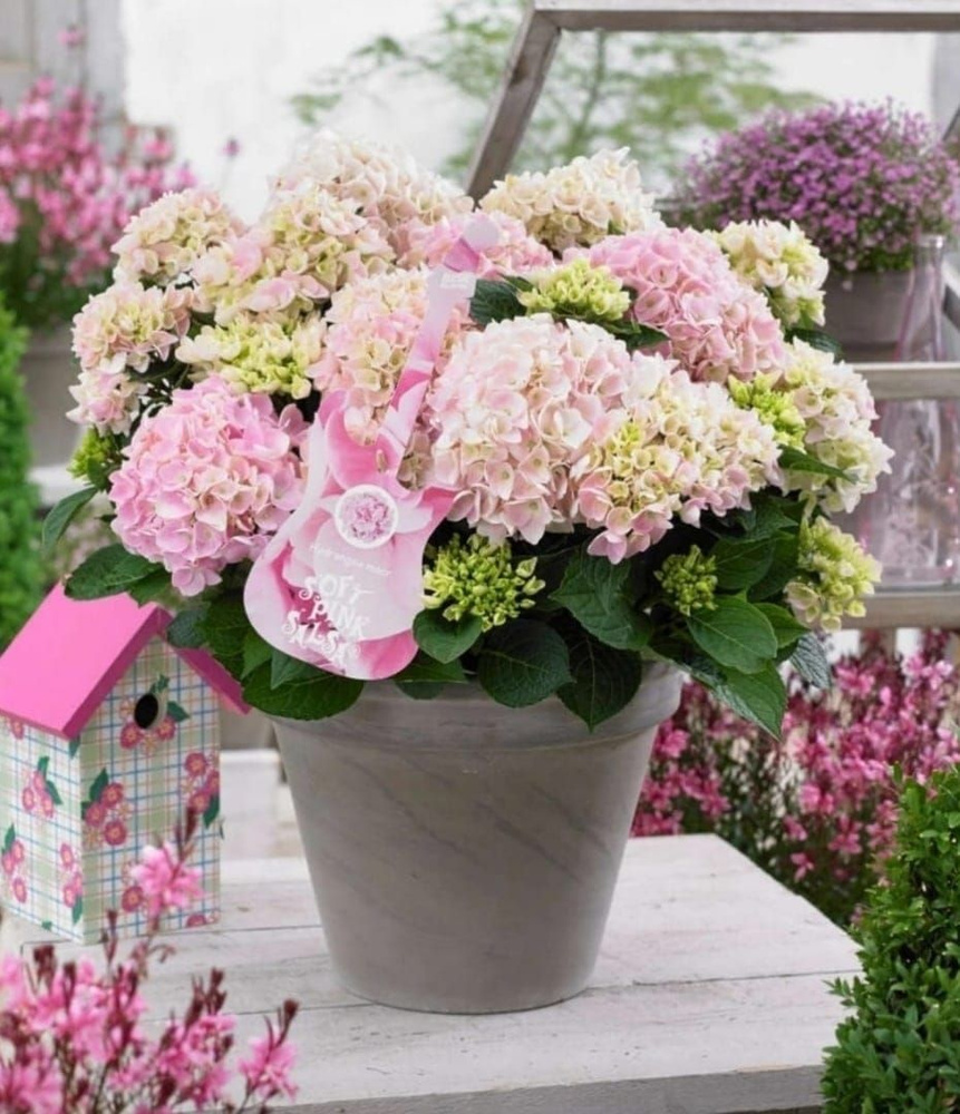 Гортензия крупнолистная "Soft Pink Salsa" 3 года - купить с доставкой ...