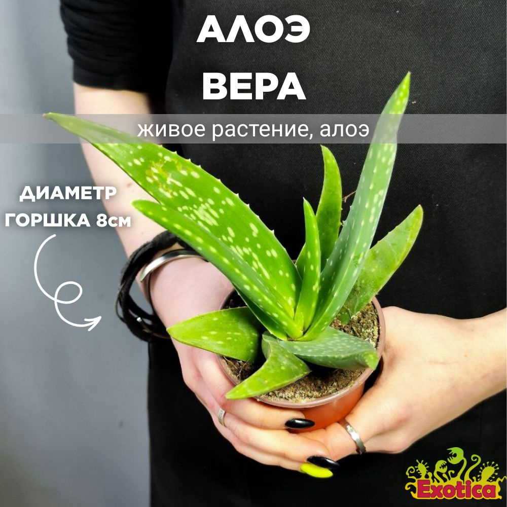 Алоэ Вера (Aloe vera) D8см, растение #1