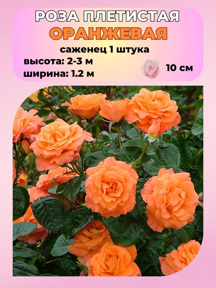 Роза плетистая 1 шт., саженцы розы #1