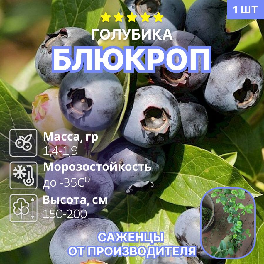 Голубика Блюкроп (Bluecrop) #1