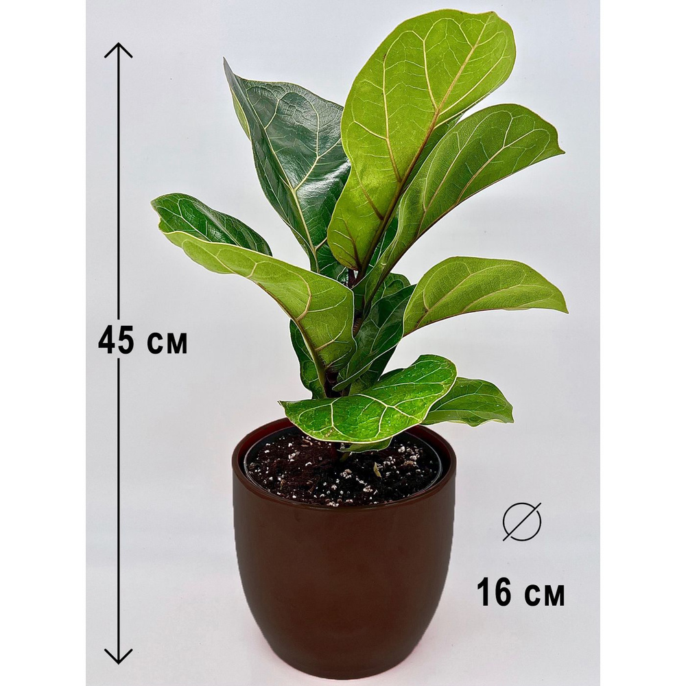 Фикус Лирата Бамбино в керамическом коричневом кашпо ИДЕАЛ, высота композиции 40-45см  #1