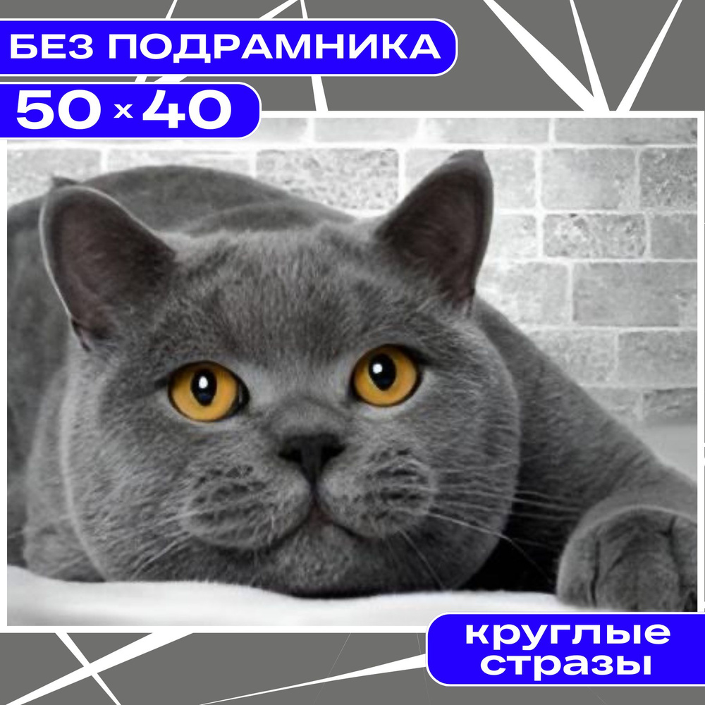 Алмазная мозаика 40х50 БЕЗ ПОДРАМНИКА BILMANI "Британский кот. Животные", алмазная картина стразами  #1