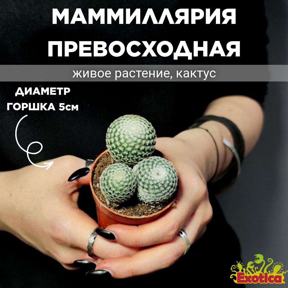 Маммиллярия Превосходная (Mammillaria Perbella ) D5см #1