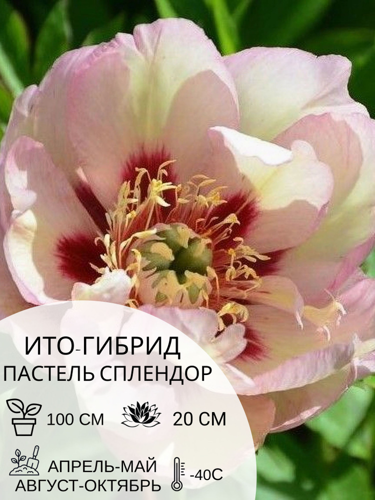 Корень пиона ито-гибрид Пастель Сплендор, многолетние цветы, саженец 1 шт  #1