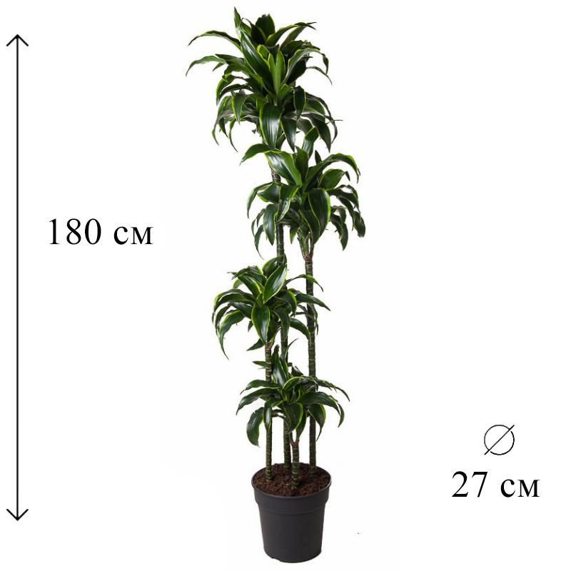 Драцена Дорадо 4 ств 27/180 CF #1