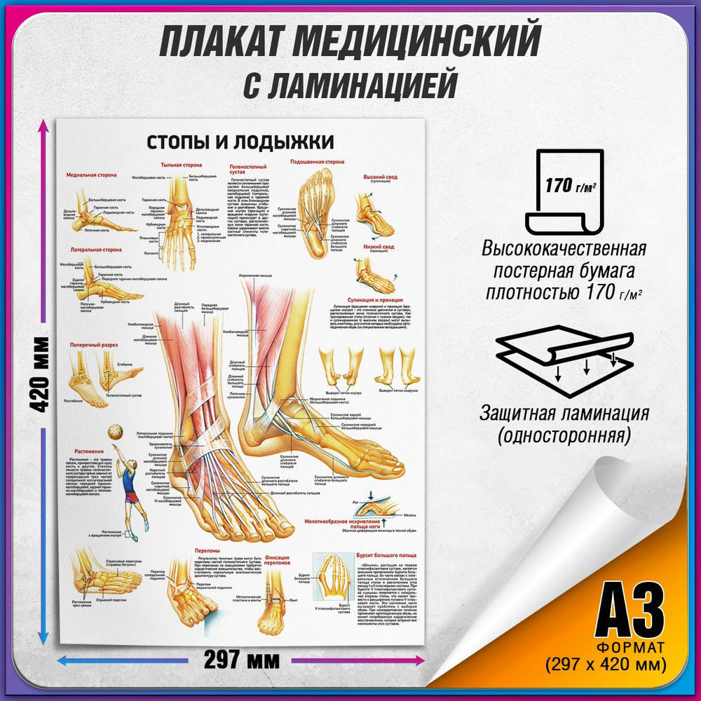 Информационный медицинский плакат "Стопы и лодыжки" / ламинированный / А-3 (30x42 см.)  #1