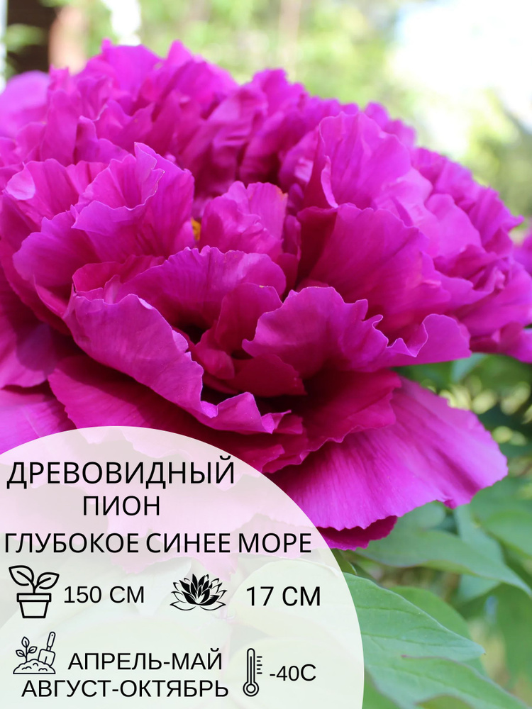 Корень пиона древовидный Глубокое Синее Море, саженец многолетних цветов  #1