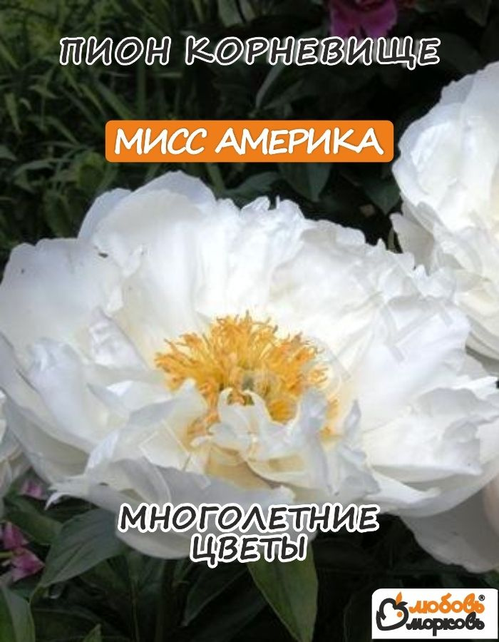 Пион Корневище, Мисс Америка #1