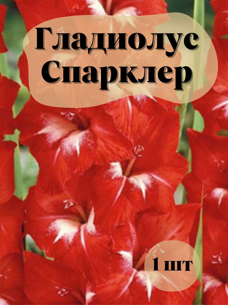 Гладиолус Спарклер 1шт #1