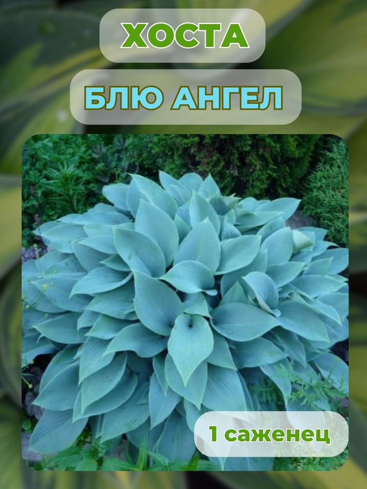 Хоста, саженцы многолетних растений, 1 штука #1