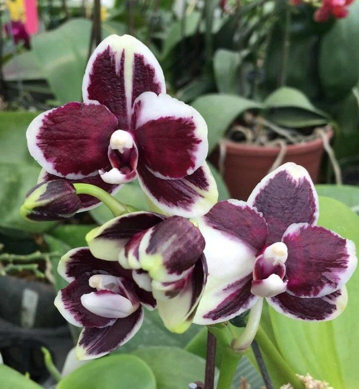 орхидея Phal. Bright Peacock 'Black & White Chocolate' НЕ ЦВЕТЕТ 1